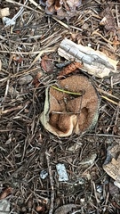 Gyromitra perlata