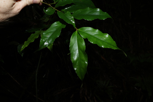 red-flowered socketwood (Daphnandra tenuipes)