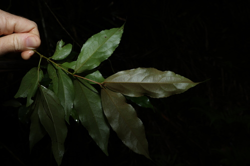 Image of Daphnandra tenuipes by (c) Greg Tasney, some rights reserved (CC BY-SA)