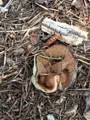 Gyromitra perlata