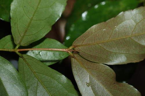 Image of Daphnandra tenuipes by (c) Greg Tasney, some rights reserved (CC BY-SA)