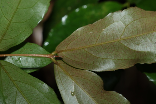 Image of Daphnandra tenuipes by (c) Greg Tasney, some rights reserved (CC BY-SA)