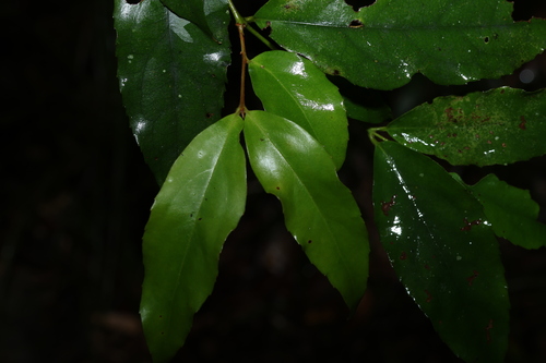 Image of Daphnandra tenuipes by (c) Greg Tasney, some rights reserved (CC BY-SA)