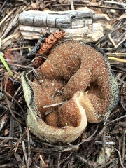 Gyromitra perlata