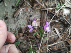 Viola tricolor curtisii
