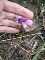 Viola tricolor curtisii