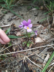 Viola tricolor curtisii