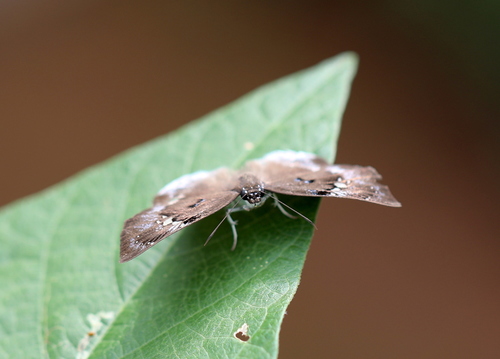 Mascarene Clouded Flat