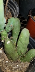 Trichocereus bridgesii