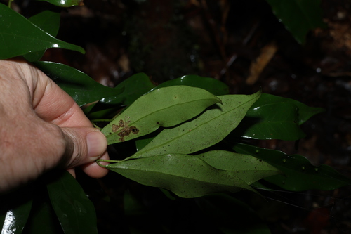 Image of Cryptocarya meisneriana by (c) Greg Tasney, some rights reserved (CC BY-SA)