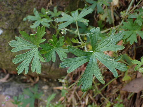 Image of Geranium gardneri by (c) Nina Kerr, some rights reserved (CC BY)
