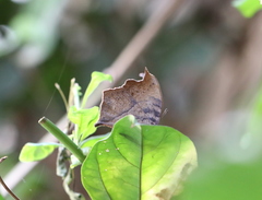 Junonia goudotii