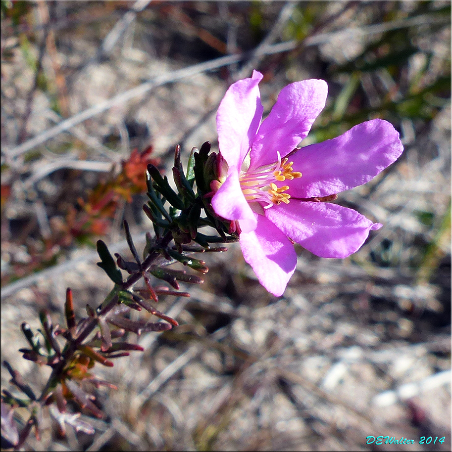 clustered bauera from Great Sandy National Park, Cooloola QLD 4581 ...