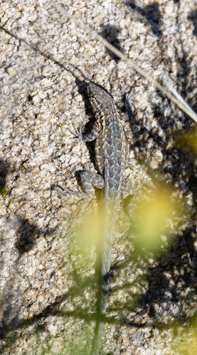 iNaturalist observation photo of Western Side-blotched Lizard