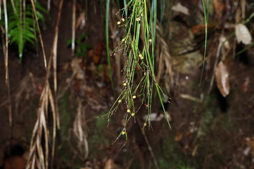 Exocarya sclerioides observed 2024-05-04
