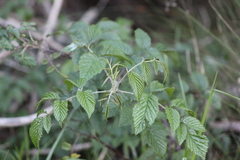 Rubus pinnatus