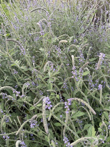 iNaturalist observation photo of western vervain