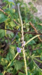 Stachytarpheta jamaicensis