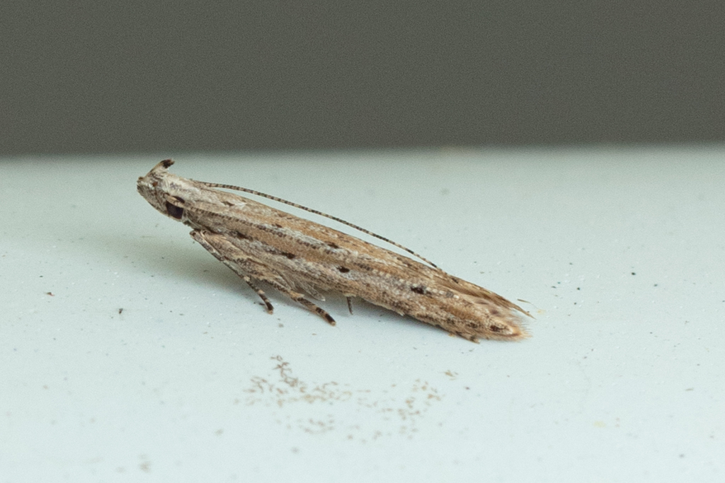 Pityocona