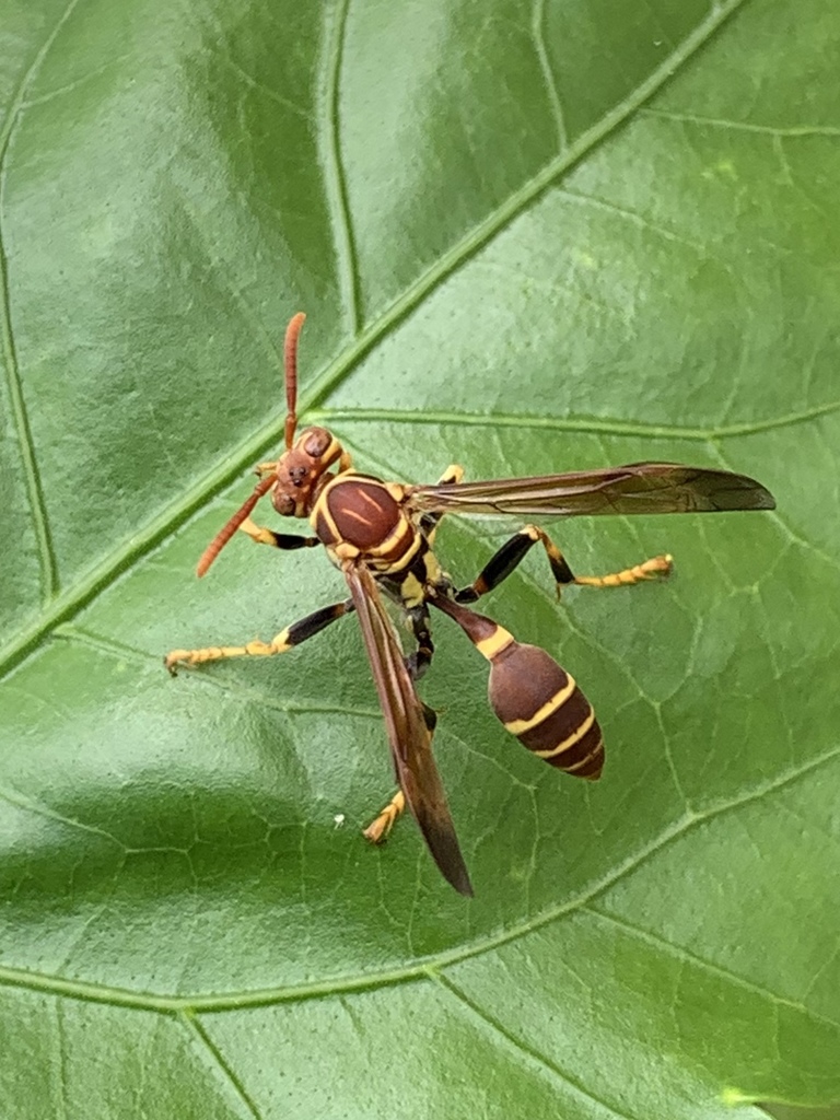 Mischocyttarus mexicanus cubicola