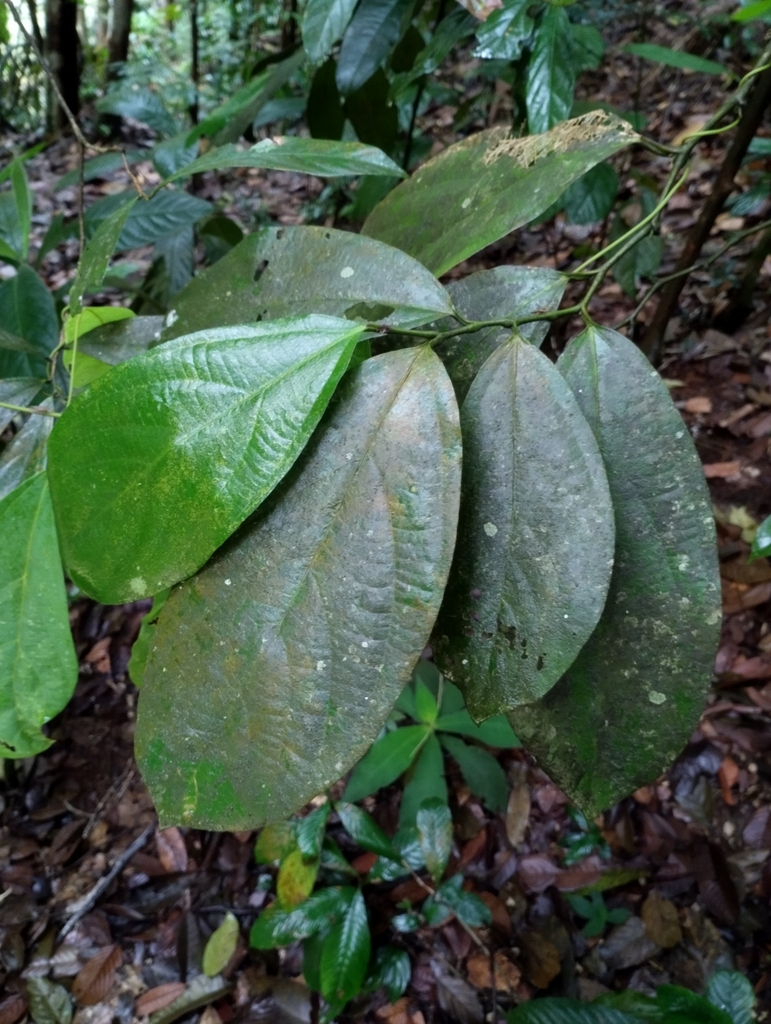 Thottea tricornis (Thottea tricornis)