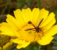 Physocephala burgessi