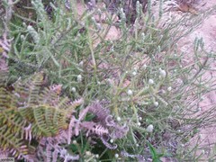 Phylica thunbergiana