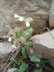 Symphytum brachycalyx