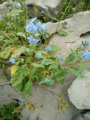 Brunnera orientalis