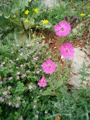 Silene damascena
