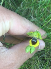 Ophrys lutea lutea