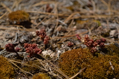 Sedum vinicolor