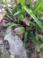 Morchella diminutiva