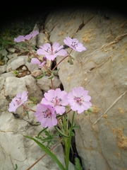 Geranium tuberosum