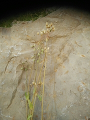 Holosteum glutinosum