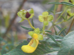 Calceolaria buchtieniana