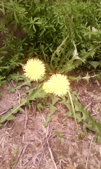 Taraxacum officinale