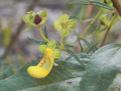 Calceolaria buchtieniana