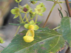 Calceolaria buchtieniana
