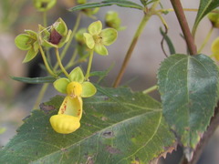 Calceolaria buchtieniana