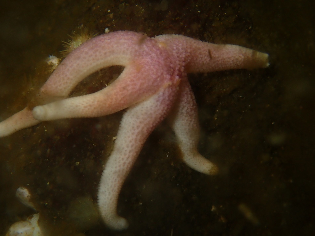 Henricia multispina