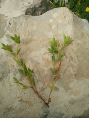 Cerastium dichotomum