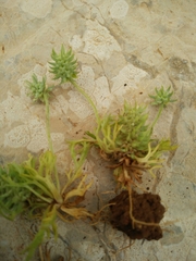 Ceratocephala falcata