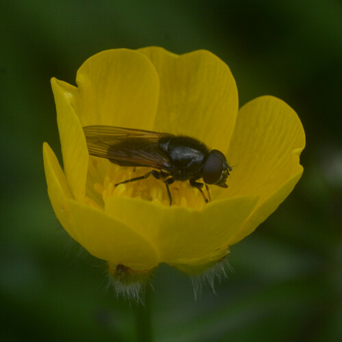 Cheilosia ranunculi