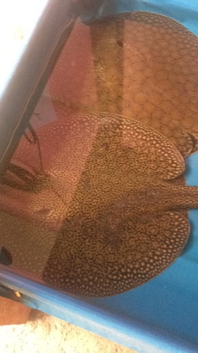 Smooth back river stingray (Potamotrygon orbignyi) — Potamotrygonidae — 3