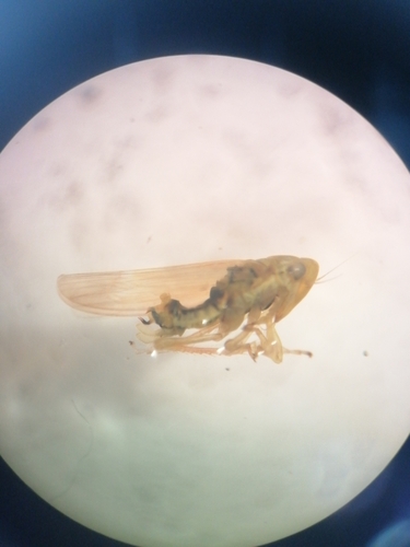 Emelyanoviana mollicula