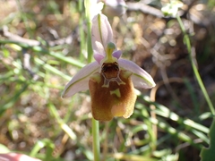 Ophrys holosericea