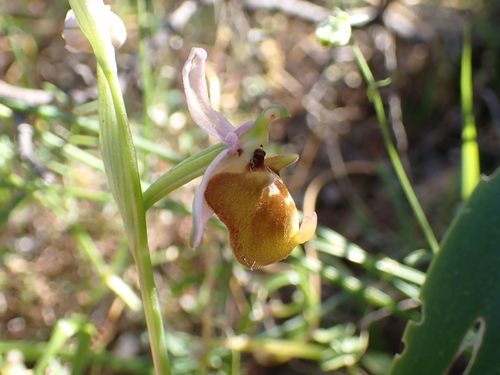 Ophrys holosericea, photograph 1