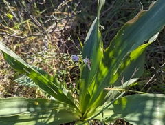 Ophrys holosericea, photograph Elias, CC BY, iNaturalist via GBIF