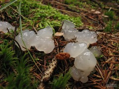 Exidia thuretiana